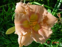 Flowers -10 001.JPG