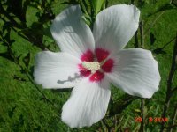 Flowers -10 002.JPG