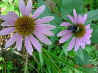 Flowers -10 007.JPG