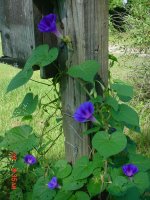 Flowers -10 003.JPG