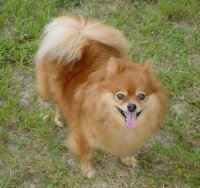 Honey 007.JPG