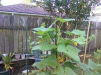 My cucumbers are loving the heat.jpg