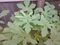 My okra plants.jpg