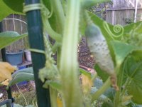 cucumbers growing on a tomato cage.jpg