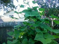 pole beans3.jpg