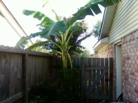 2nd banana tree reaching the eves.jpg