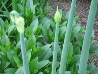 IMG_3020.jpg