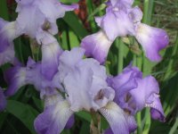 IMG_3079.jpg