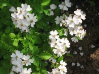 IMG_3152.jpg