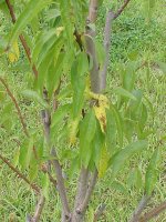 AlmondShedding.jpg