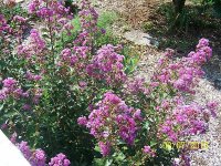 Crepe Myrtle 1.jpg