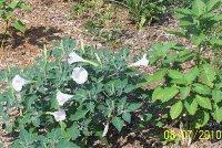 Datura 2.jpg