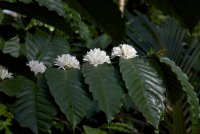 Coffea Arabica.jpg