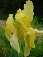 Flowers -10 002.JPG