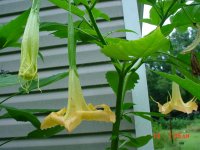Flowers -10 007.JPG
