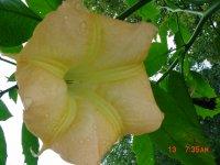 Flowers -10 006.JPG
