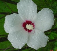 Flowers -10 001.JPG