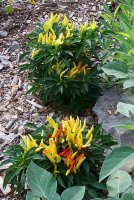 Peppers 1.jpg