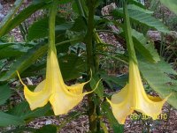 Angels Trumpet 1.jpg