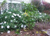 Datura- angel Trumpet 1.jpg