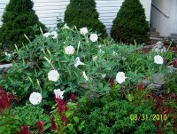 Datura 3.jpg