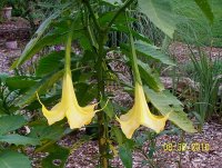 Angels Trumpet 2.jpg