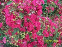 Crepe Myrtle 3.jpg