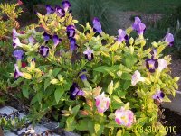Potted plants 2.jpg