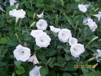 Datura 10.jpg