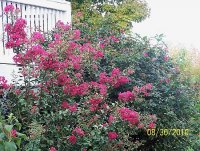 Crepe Myrtle 2.jpg