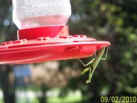 Praying Mantis 1.jpg