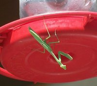 Praying Mantis 3.jpg