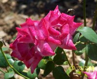 Rose pink 1.jpg