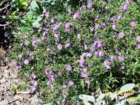 Asters 2.jpg