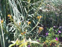 Butterfly Weed 2.jpg