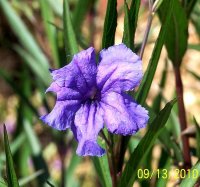 Mexican Petunia.jpg