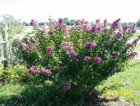 Crepe Myrtle 5.jpg