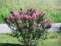 Crepe Myrtle 7.jpg