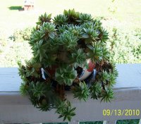 Cactus 3.jpg