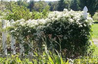Sweet Autum clematis 1.jpg