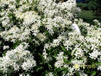 Sweet Autumn clematis 4.jpg