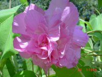 Flowers -10 001.JPG