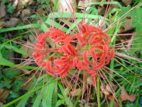 Flowers -10 004.JPG