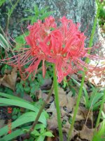 Flowers -10 006.JPG
