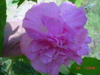Flowers -10 002.JPG