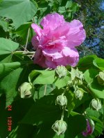 Flowers -10 003.JPG
