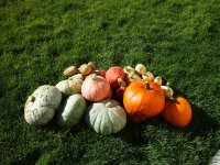 squash1.jpg
