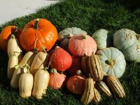 squash2.jpg