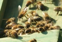 Queen Bee.JPG