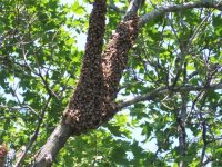 swarmingbees.jpg